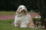 TERRIER DU TIBET 375